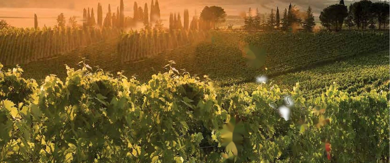 Toscaanse wijngaard bij zonsondergang